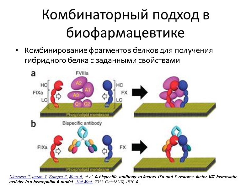 Комбинаторный подход в биофармацевтике Комбинирование фрагментов белков для получения гибридного белка с заданными свойствами